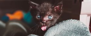 Preview wallpaper cat, kitten, emotions, funny, wonderment