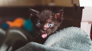 Preview wallpaper cat, kitten, emotions, funny, wonderment