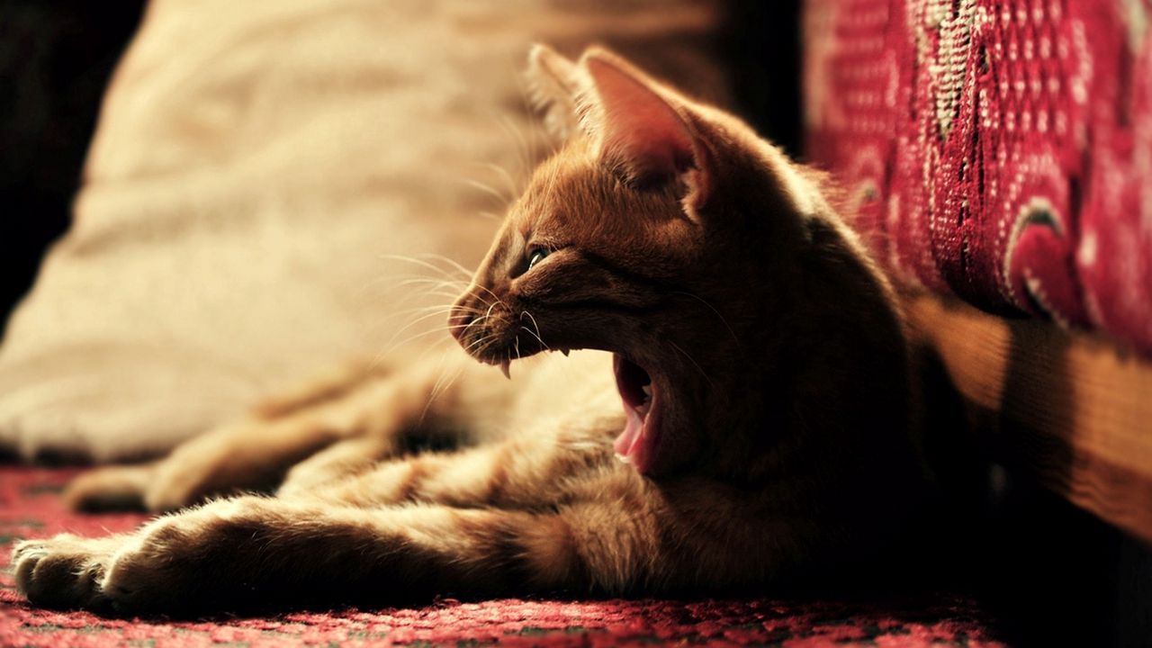 Wallpaper cat, kitten, evil, fear, fright