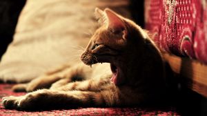 Preview wallpaper cat, kitten, evil, fear, fright