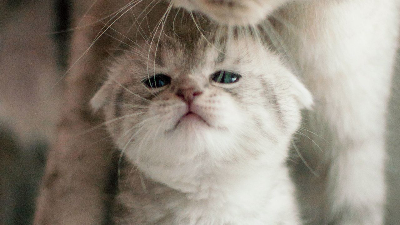 Wallpaper cat, kitten, family, cute
