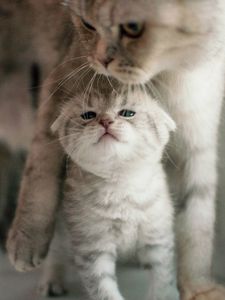 Preview wallpaper cat, kitten, family, cute