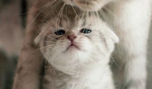 Preview wallpaper cat, kitten, family, cute