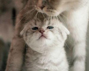 Preview wallpaper cat, kitten, family, cute