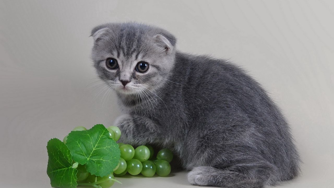 Wallpaper cat, kitten, flap-eared, gray