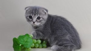 Preview wallpaper cat, kitten, flap-eared, gray