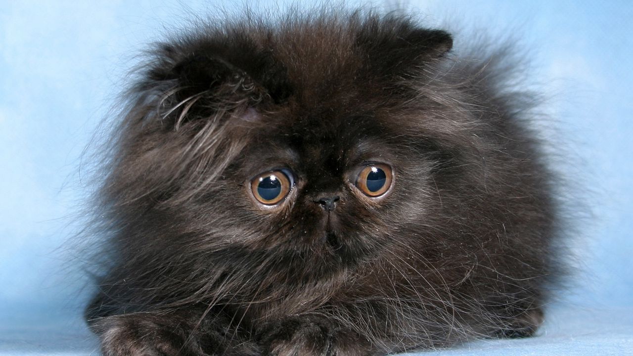 Wallpaper cat, kitten, fluffy, eyes, cute