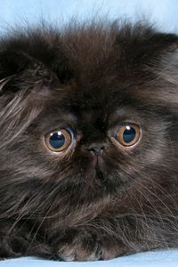 Preview wallpaper cat, kitten, fluffy, eyes, cute