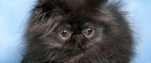 Preview wallpaper cat, kitten, fluffy, eyes, cute