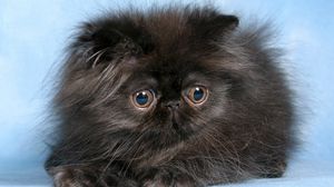Preview wallpaper cat, kitten, fluffy, eyes, cute