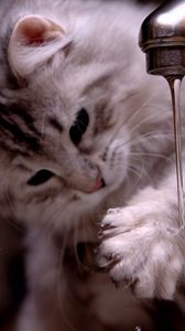 Preview wallpaper cat, kitten, fluffy, faucets, water