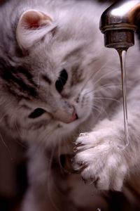 Preview wallpaper cat, kitten, fluffy, faucets, water