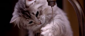 Preview wallpaper cat, kitten, fluffy, faucets, water