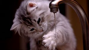 Preview wallpaper cat, kitten, fluffy, faucets, water
