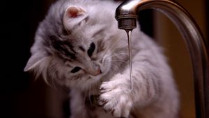 Preview wallpaper cat, kitten, fluffy, faucets, water