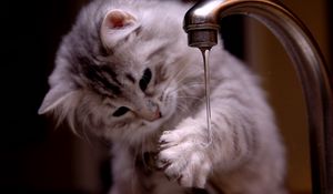 Preview wallpaper cat, kitten, fluffy, faucets, water