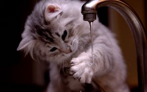 Preview wallpaper cat, kitten, fluffy, faucets, water