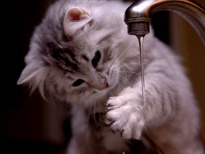 Preview wallpaper cat, kitten, fluffy, faucets, water