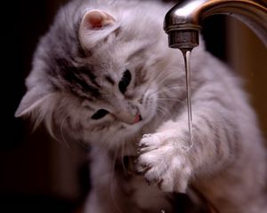 Preview wallpaper cat, kitten, fluffy, faucets, water