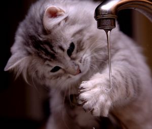 Preview wallpaper cat, kitten, fluffy, faucets, water