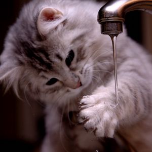 Preview wallpaper cat, kitten, fluffy, faucets, water