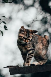 Preview wallpaper cat, kitten, funny, cute