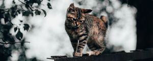 Preview wallpaper cat, kitten, funny, cute