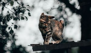 Preview wallpaper cat, kitten, funny, cute