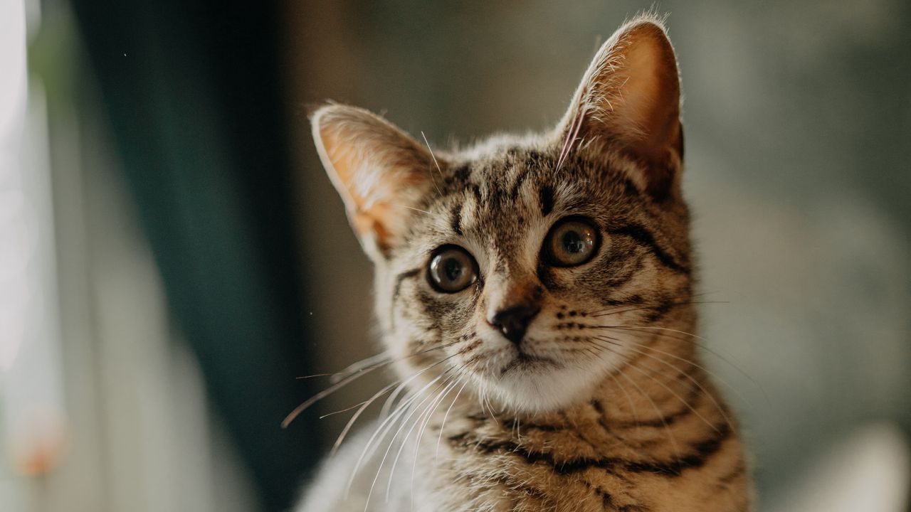 Wallpaper cat, kitten, glance, ears, cute