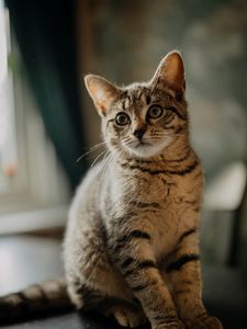 Preview wallpaper cat, kitten, glance, ears, cute