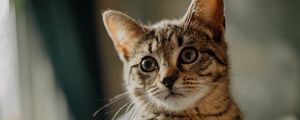 Preview wallpaper cat, kitten, glance, ears, cute