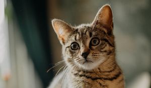 Preview wallpaper cat, kitten, glance, ears, cute