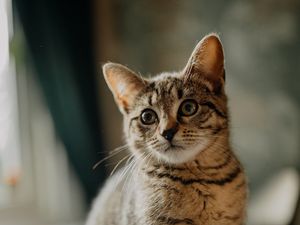 Preview wallpaper cat, kitten, glance, ears, cute