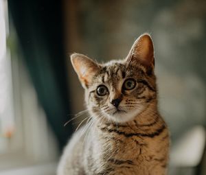 Preview wallpaper cat, kitten, glance, ears, cute