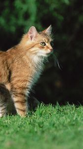 Preview wallpaper cat, kitten, grass