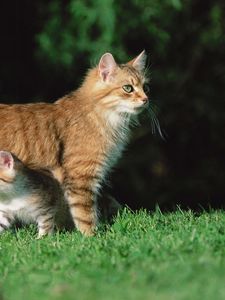 Preview wallpaper cat, kitten, grass