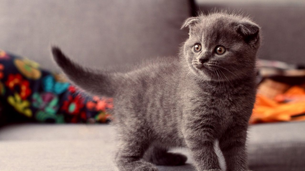 Wallpaper cat, kitten, gray, standing, eyes, look