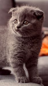 Preview wallpaper cat, kitten, gray, standing, eyes, look