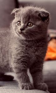 Preview wallpaper cat, kitten, gray, standing, eyes, look