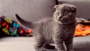 Preview wallpaper cat, kitten, gray, standing, eyes, look