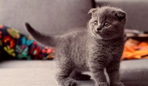 Preview wallpaper cat, kitten, gray, standing, eyes, look