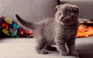 Preview wallpaper cat, kitten, gray, standing, eyes, look