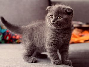 Preview wallpaper cat, kitten, gray, standing, eyes, look