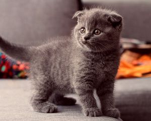 Preview wallpaper cat, kitten, gray, standing, eyes, look