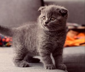 Preview wallpaper cat, kitten, gray, standing, eyes, look