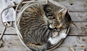 Preview wallpaper cat, kitten, lie, down, rope, sleeping