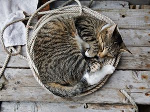 Preview wallpaper cat, kitten, lie, down, rope, sleeping
