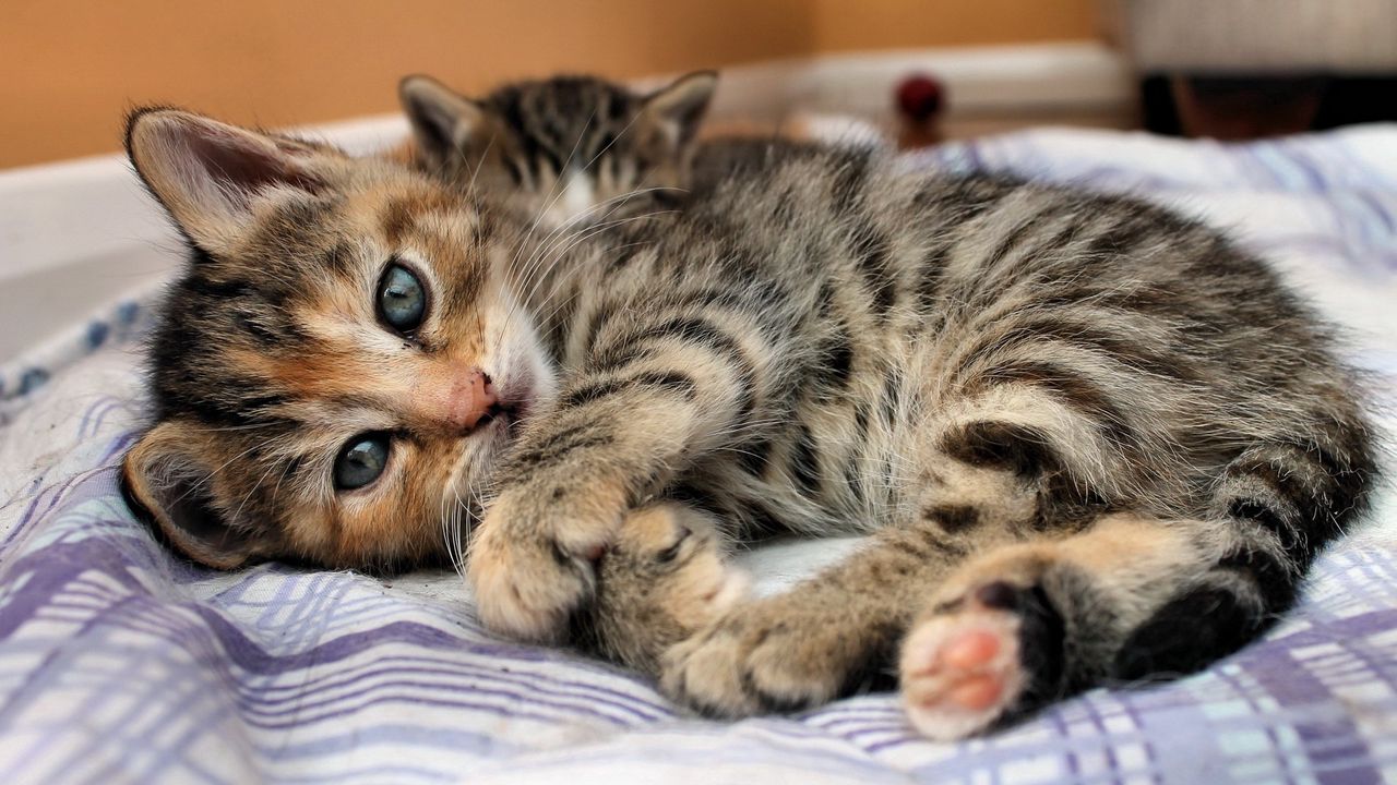 Wallpaper cat, kitten, lying, bed, eyes, look, stripes