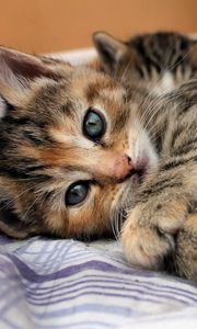 Preview wallpaper cat, kitten, lying, bed, eyes, look, stripes