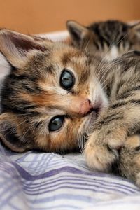 Preview wallpaper cat, kitten, lying, bed, eyes, look, stripes